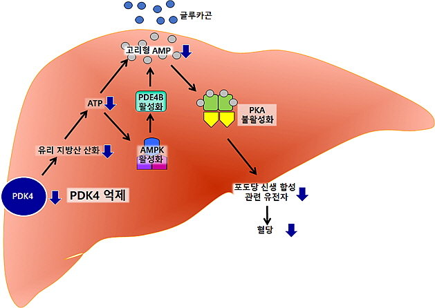 그림. PDK4가 억제된 상황에서 감소하는 포도당 신생 합성 경로(경북대병원 제공)