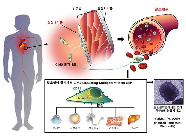 CiMS 줄기세포 유래와 세포 분화 과정(서울대병원 제공)