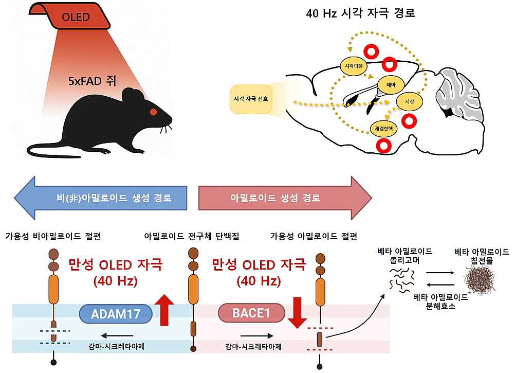 적색 OLED가 신경세포를 자극해 알츠하이머 실험용 쥐의 아밀로이드 베타의 줄이는 메커니즘[그림제공 KAIST]